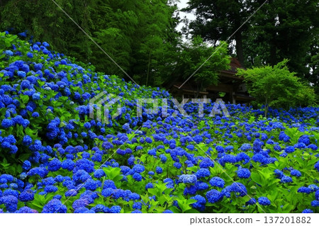 繡球花景觀 137201882