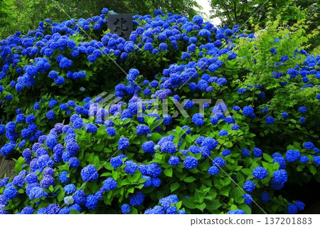 繡球花景觀 137201883