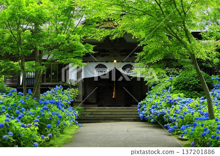 繡球花景觀 137201886