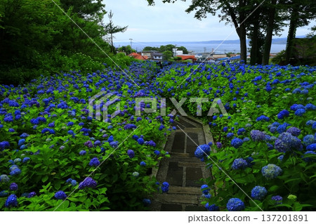 繡球花景觀 137201891