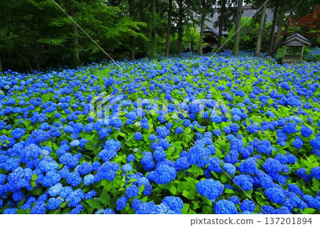 繡球花景觀 137201894