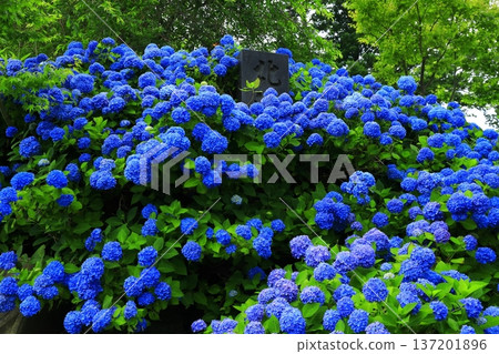 Hydrangea scenery 137201896