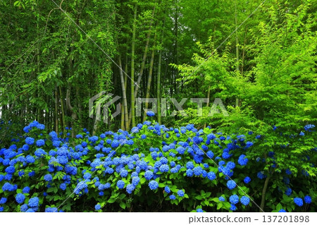 Hydrangea scenery Hydrangea scenery 137201898
