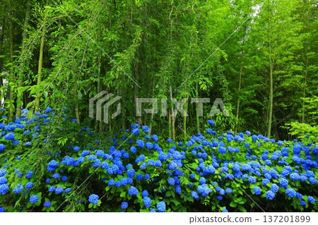 Hydrangea scenery 137201899