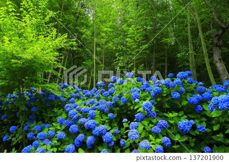 繡球花景觀 137201900