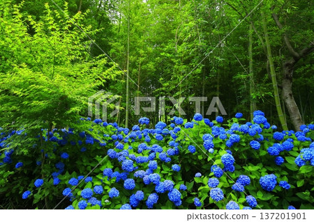 Hydrangea scenery Hydrangea scenery 137201901