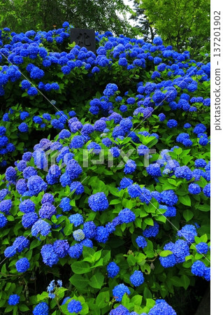 繡球花景觀 137201902