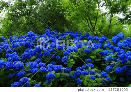 繡球花景觀 137201903