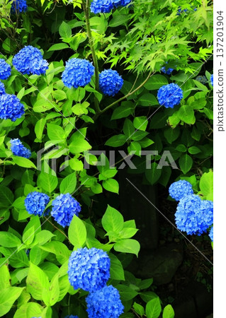 繡球花景觀 137201904