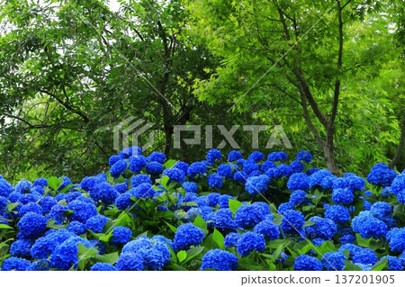 繡球花景觀 137201905