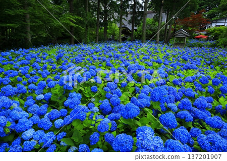 繡球花景觀 繡球花景觀 137201907