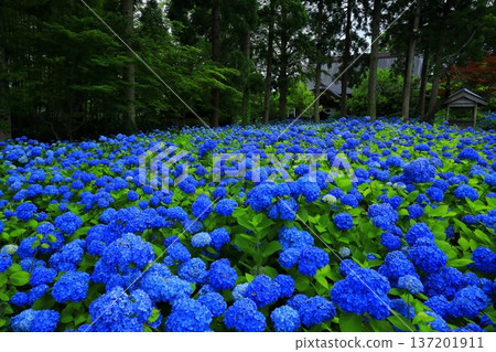 繡球花景觀 137201911