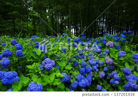 繡球花景觀 137201916