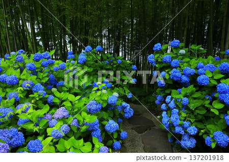 繡球花景觀 137201918