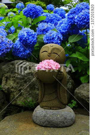 繡球花景觀 137201920