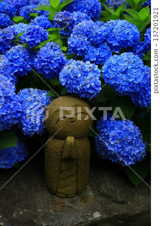 繡球花景觀 繡球花景觀 137201921