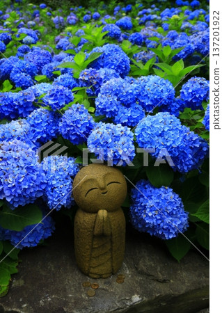 繡球花景觀 137201922