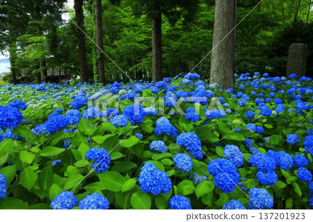 繡球花景觀 137201923