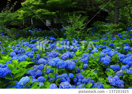 繡球花景觀 137201925