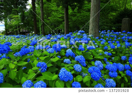 繡球花景觀 137201928