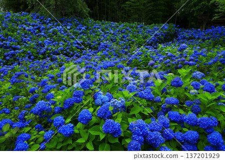 繡球花景觀 137201929