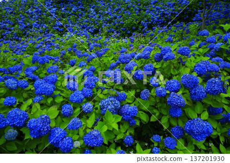 繡球花景觀 137201930