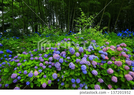 繡球花景觀 137201932