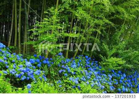 繡球花景觀 137201933