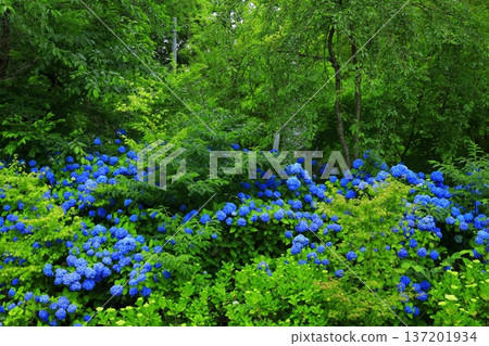 繡球花景觀 137201934