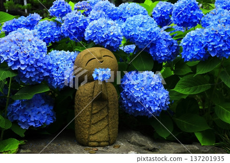 繡球花景觀 137201935