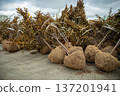 Trees with a lump of earth in burlap close up. Trees prepared for planting. improving the urban environment. urban development, street repair. 137201941