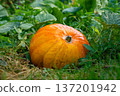 orange red pumpkin in grass on field 137201942