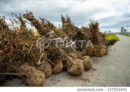 Trees with a lump of earth a lot on the street for landing in the city 137201943