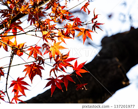 Brightly colored autumn leaves shining on a clear autumn day 137201977