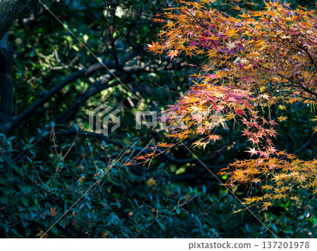 Brightly colored autumn leaves shining on a clear autumn day 137201978