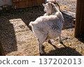 White female goat in the yard of a farmhouse. Animal farm livestock in warm sun. Rural animal husbandry. Organic farming 137202013