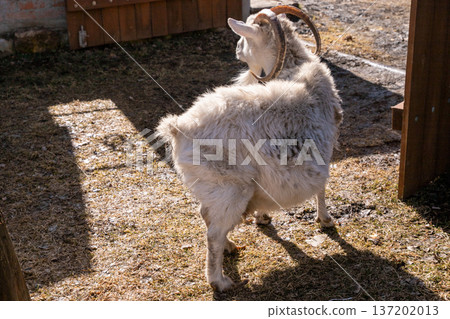 White female goat in the yard of a farmhouse. Animal farm livestock in warm sun. Rural animal husbandry. Organic farming 137202013