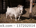 White female goat standing on a traditional organic farm with hay. Animal husbandry and dairy product source for rural lifestyle. 137202014