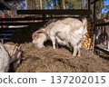 White goat eating hay in a pen with another goat peering from behind stacked firewood. Organic animal farming and free range livestock, a herd of female goats 137202015