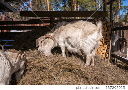 White goat eating hay in a pen with another goat peering from behind stacked firewood. Organic animal farming and free range livestock, a herd of female goats 137202015