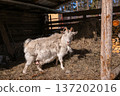 White goat female in a rustic barn with hay. Organic farming and animal husbandry for dairy products. Rural simple life outdoors. 137202016