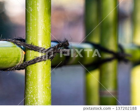 Traditional Japanese culture: Bamboo fences and Ibo knots 137202188