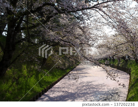 Blooming cherry blossoms and flower rafts filling the water, a springtime Japanese landscape 137202238