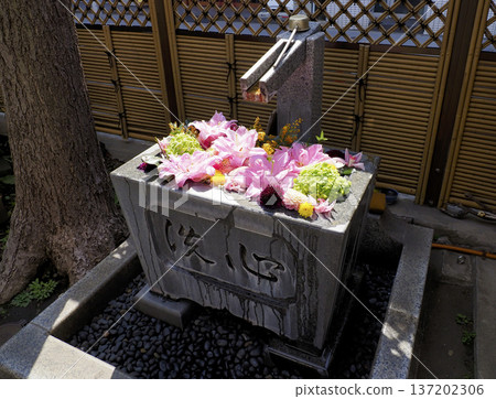 江東區永大寺的花水池 江東區永大寺的花水池 137202306