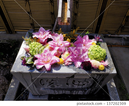 Flower water basin at Eidaiji Temple, Koto Ward 137202309