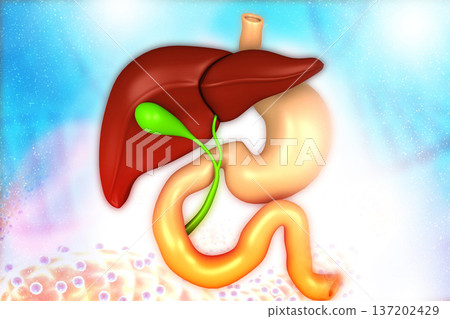 Human liver, digestive system on medical background 137202429
