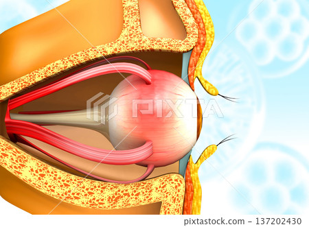 Human eye anatomy Human eye anatomy 137202430