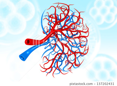 Human kidney anatomy on medical science background Human kidney anatomy on medical science background 137202431