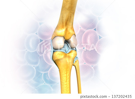 knee joint anatomy on medical background 137202435