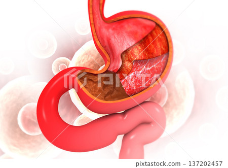 Human stomach anatomy on medical background 137202457